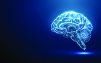 دماغ الإنسان تزداد حجمًا مع كل جيل - المصدر: Shutterstock
