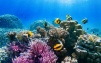 جامعة الملك عبدالله للتقنية و"نيوم" تطلقان أكبر مبادرة لإحياء الشعب المرجانية في العالم