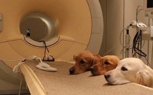  الكلاب قادرة علي اكتشاف إصابة الإنسان بالسرطان