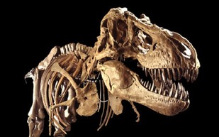  العثور على عظام أضخم ديناصور فى العالم جنوب الأرجنتين