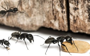 جريمة غريبة أبطالها مجموعة من النمل.. سرقت سلسلة ذهبية! (فيديو) 