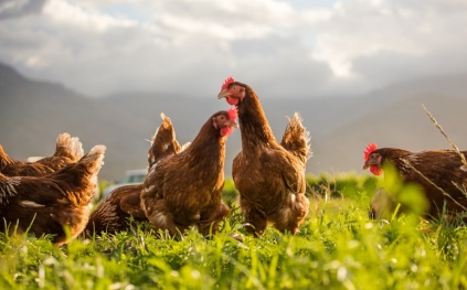 دراسة تكشف: وجوه الدجاج "تحمر" حسب مشاعرها مثل البشر