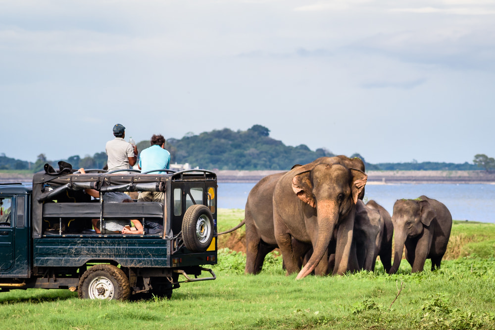 سفاري وسط الفيلة في حديقة مينيرا الوطنية.. تعبيرية عن أفضل المدن السياحية في سريلانكا