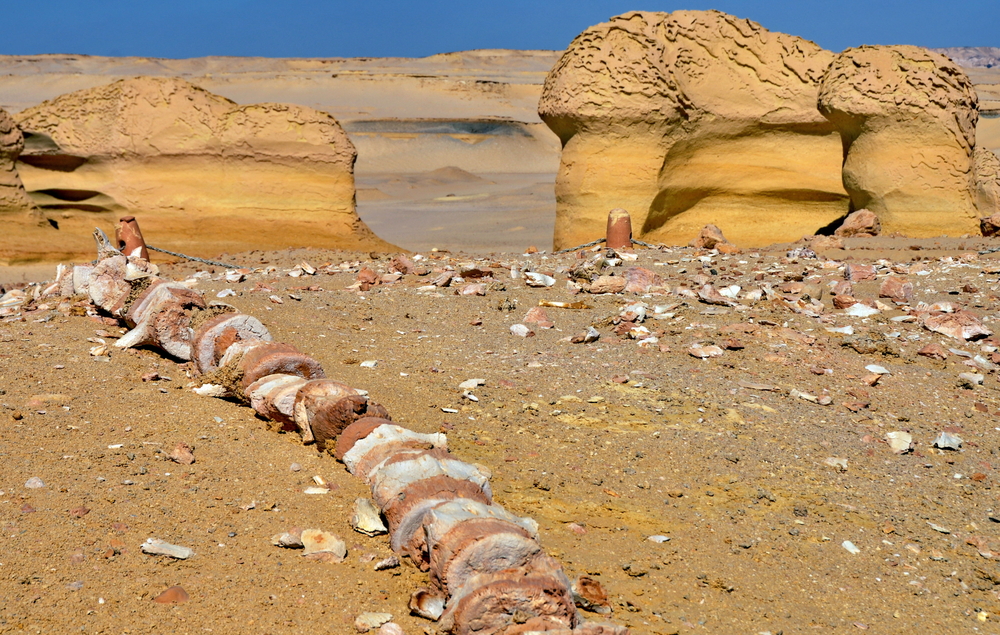 وادي الحيتان من أهم المواقع الأثرية في مصر