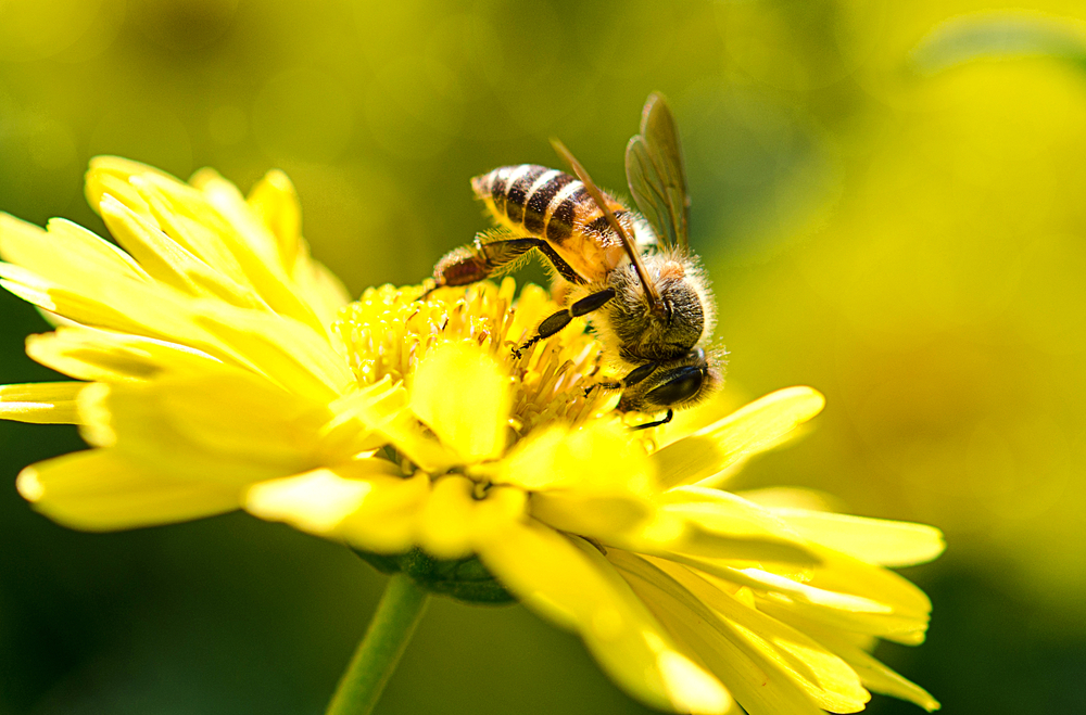 ""يحتوي العسل على فوائد غذائية