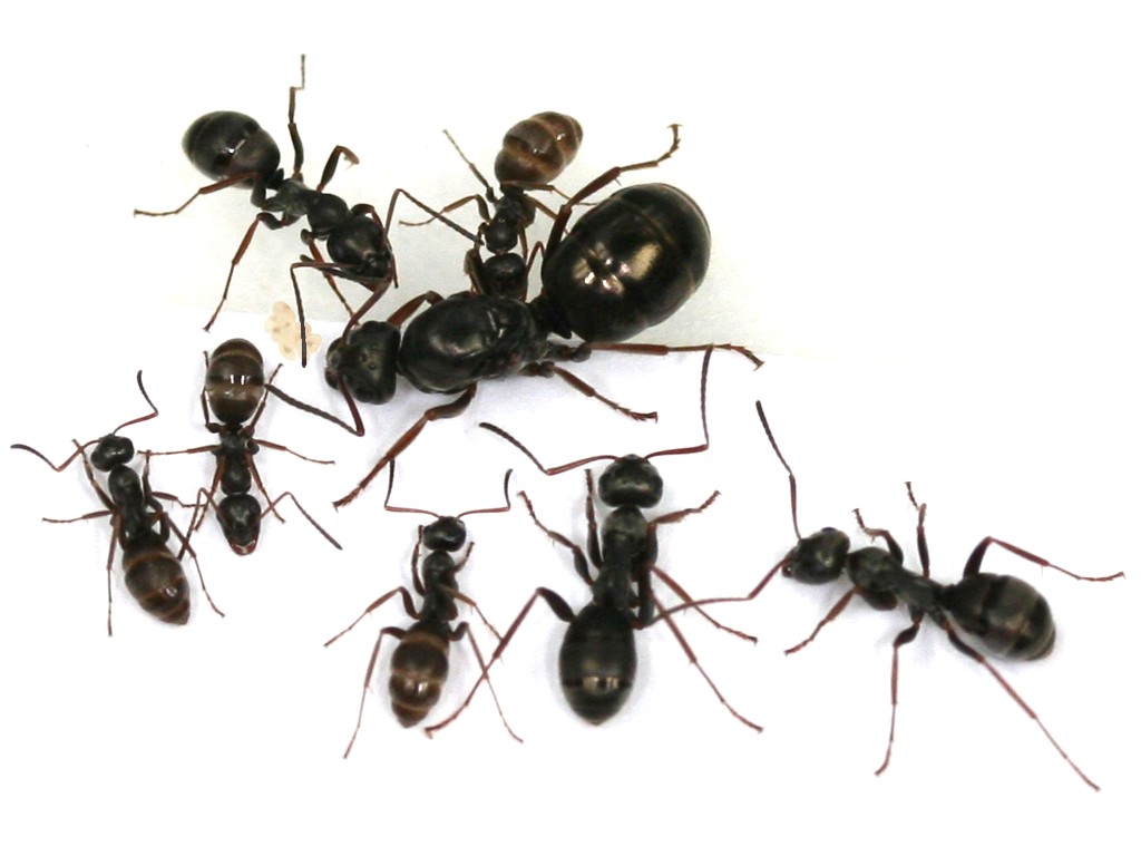 النمل Formica fusca