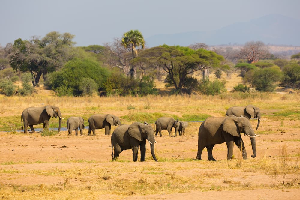 منتزه روا الوطني سحر السياحة في في تنزانيا